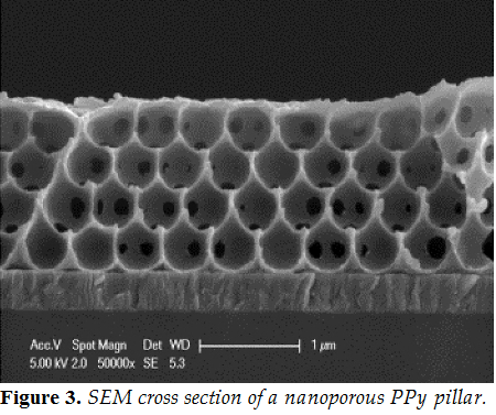 SEM cross section